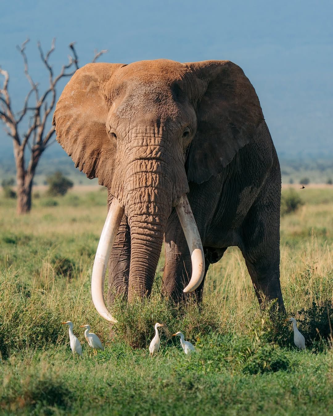 Amboseli National Park elephants with Mount Kilimanjaro views