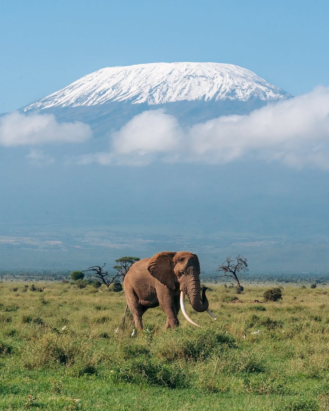 Iconic elephants with mountain view