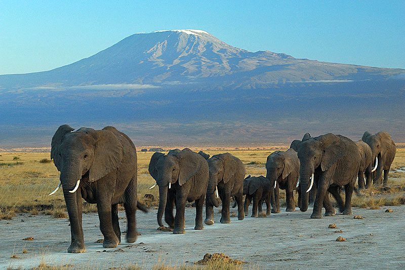 Amboseli Elephant
