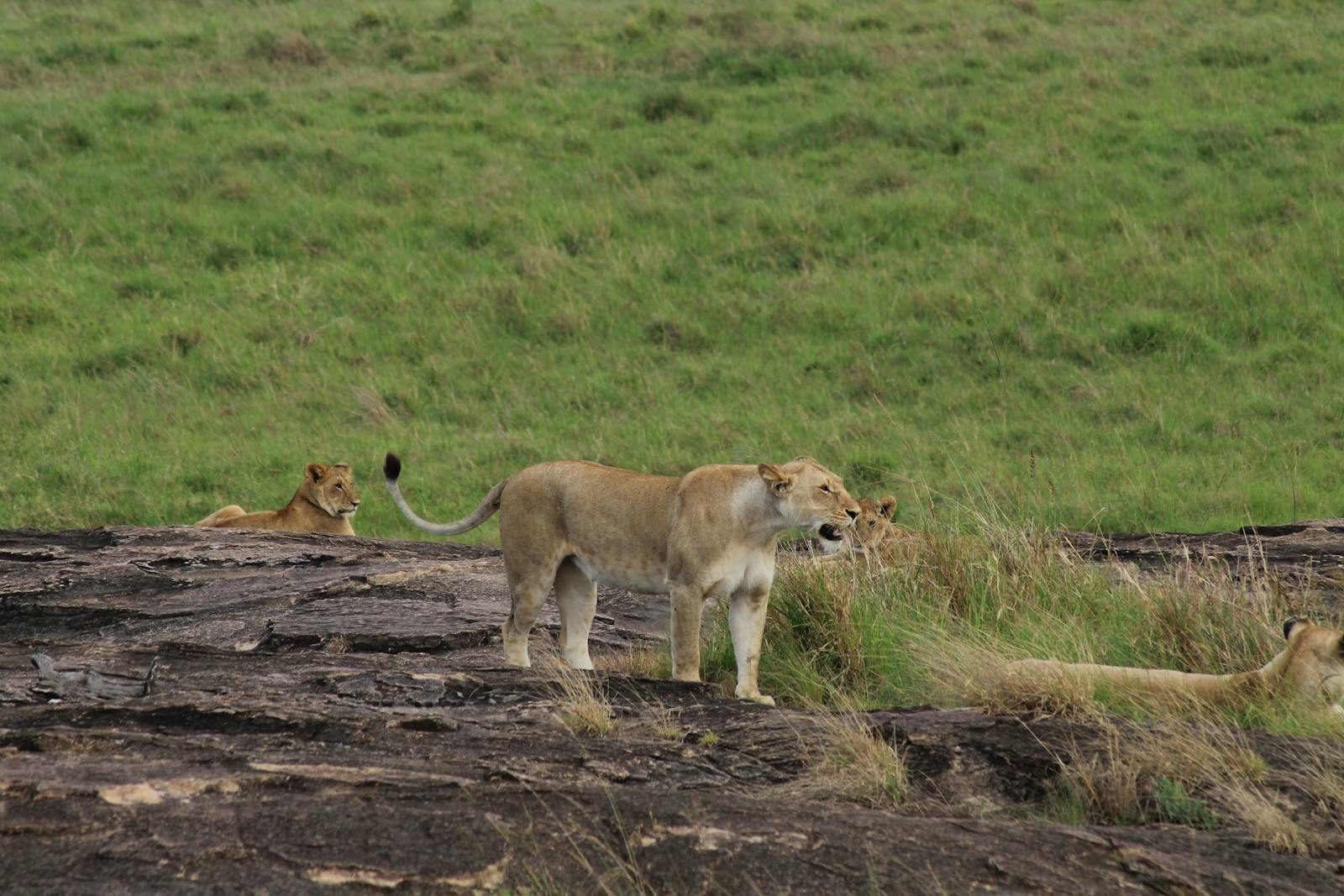 Lion pride on a Kenyan safari