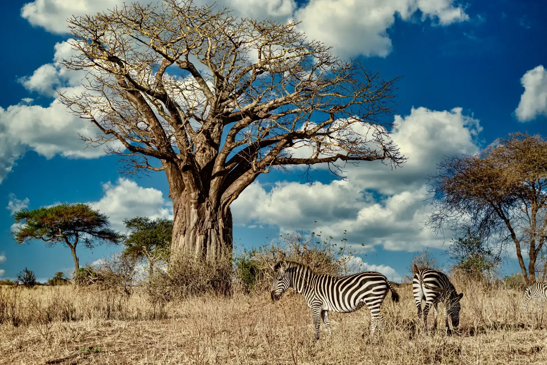 Zebras joining the massive trek