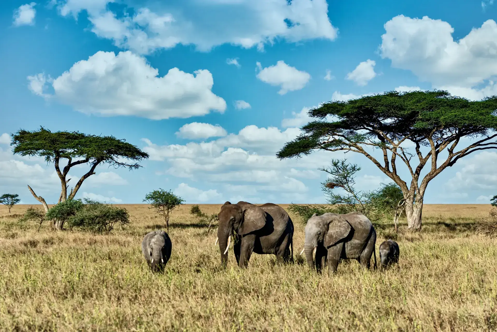 3days Flying package to Tipilikwani Mara Camp