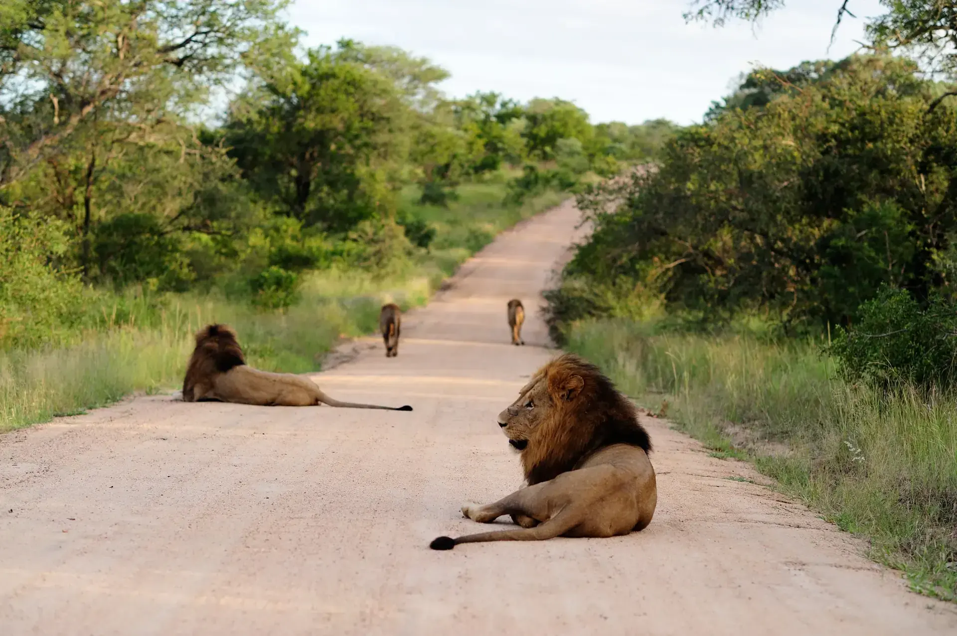 Lions in classic safari terrain