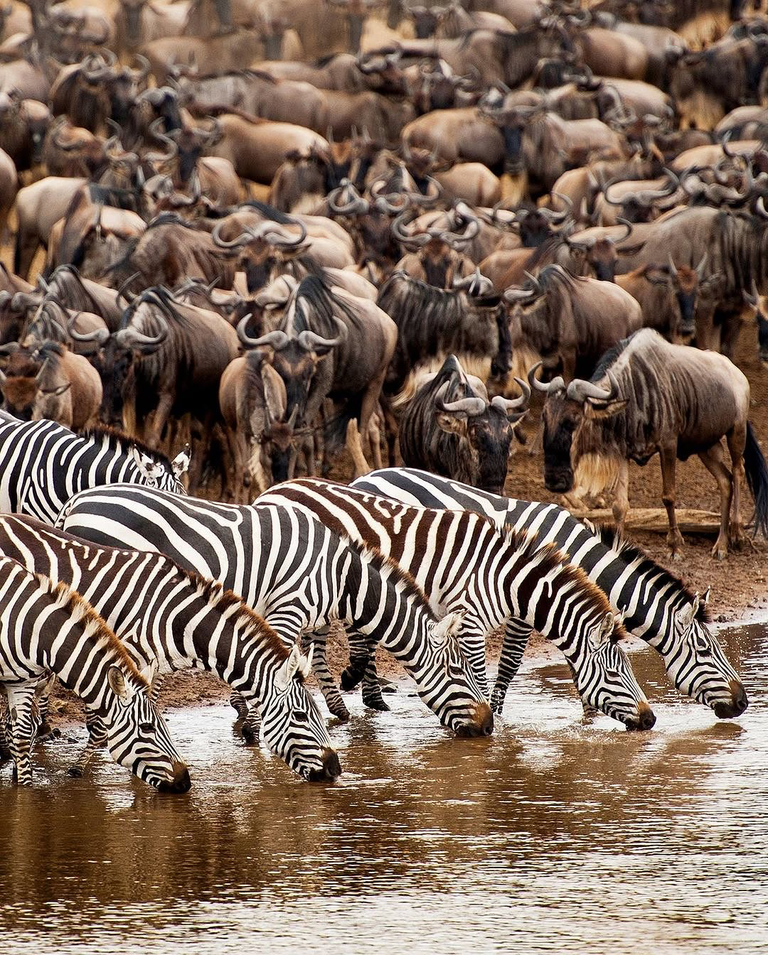 Masai Mara safari - wildebeest Great Migration in Kenya