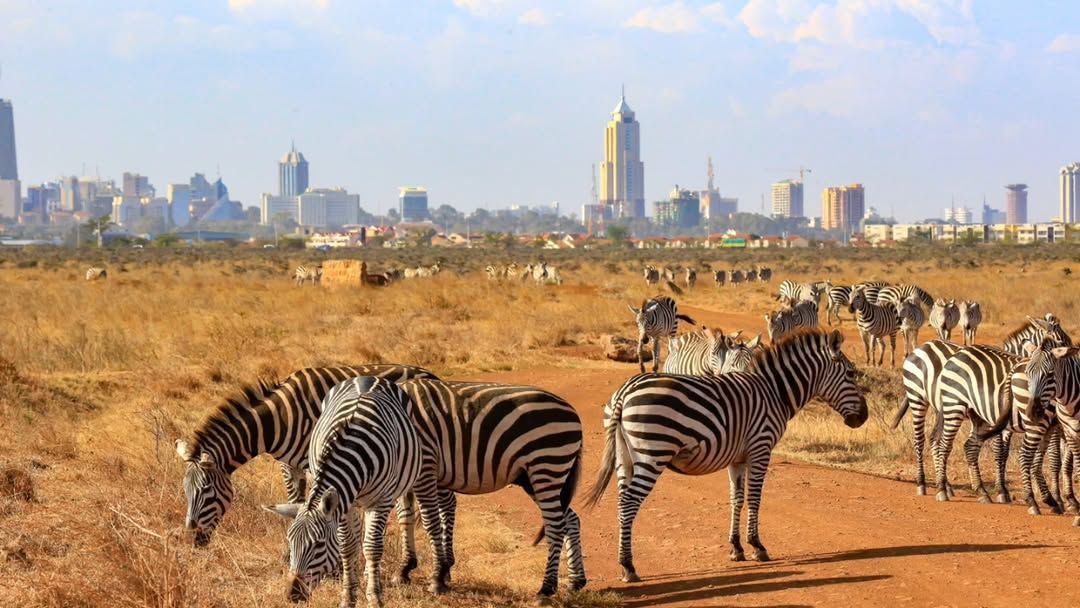 Giraffe with Nairobi city skyline in Kenya