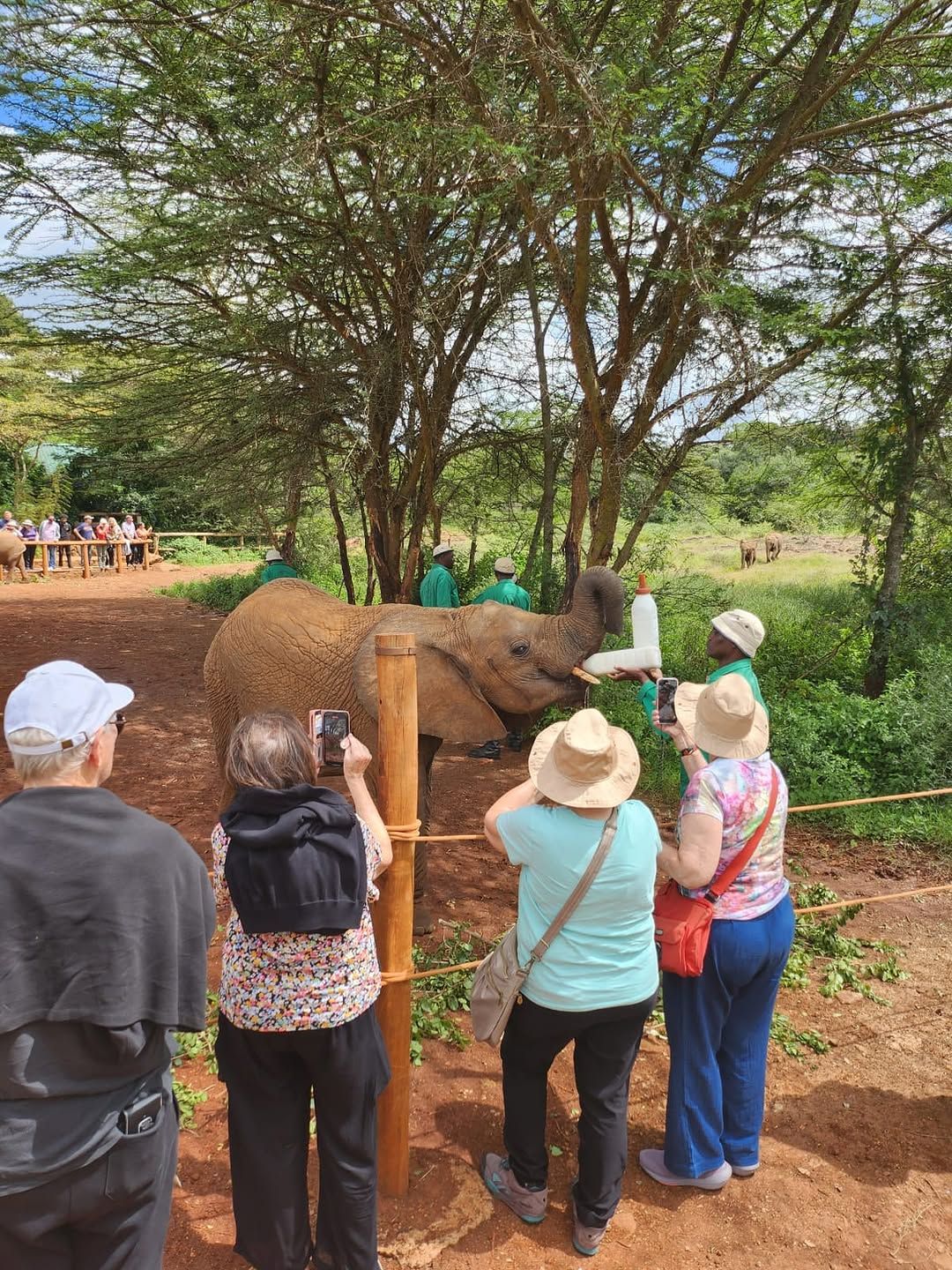 Rhino herd