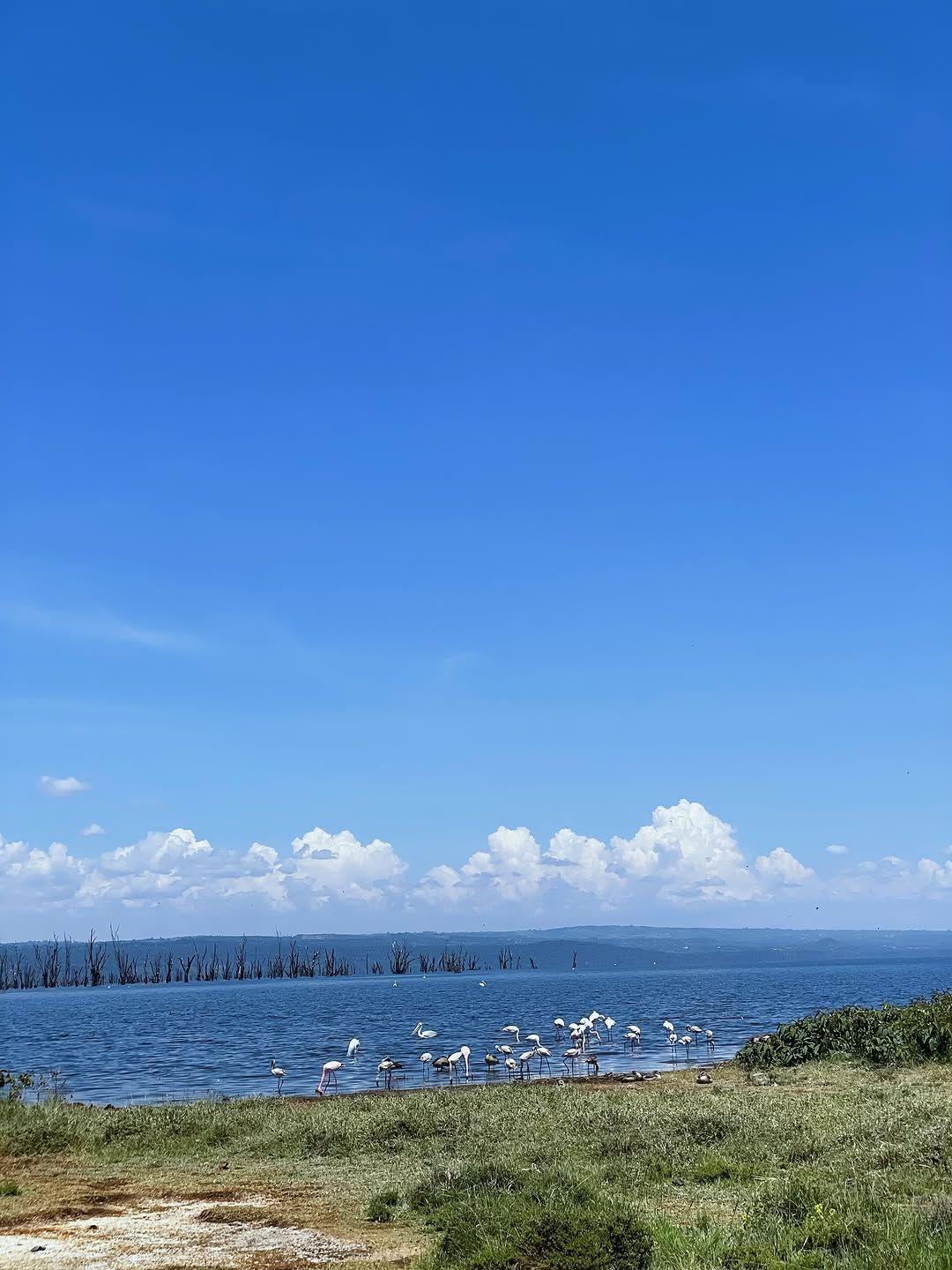 Flamingo at Lake Nakuru National Park in Kenya
