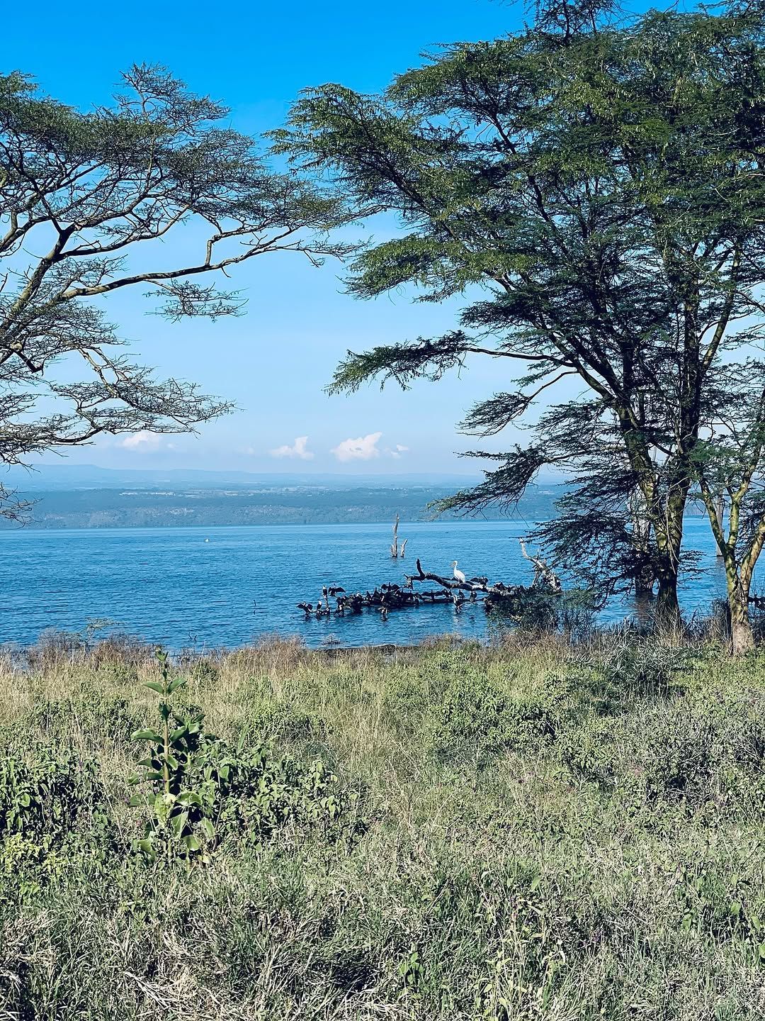 Flamingos standing beside lake water in East Africa