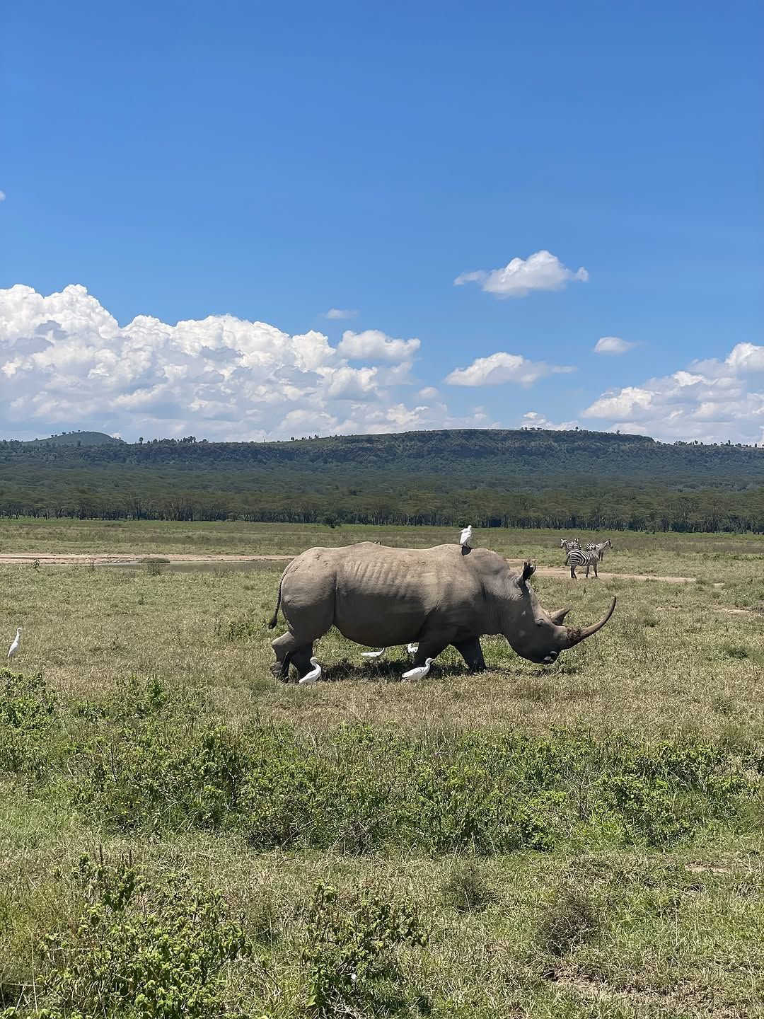 Zebras on open safari plains