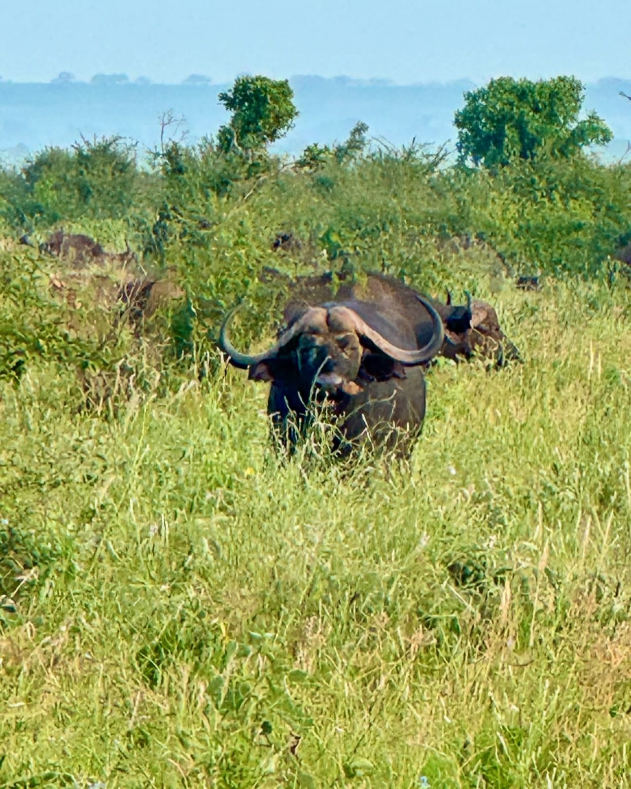 Cape buffalo staring through tall savannah grass