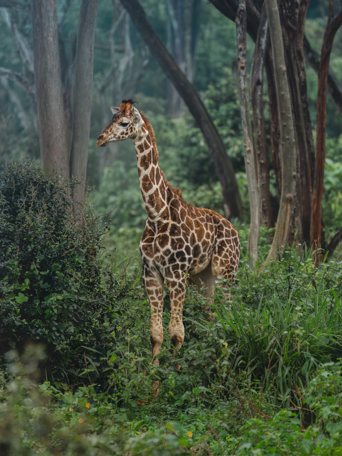Young giraffe walking through lush green forest