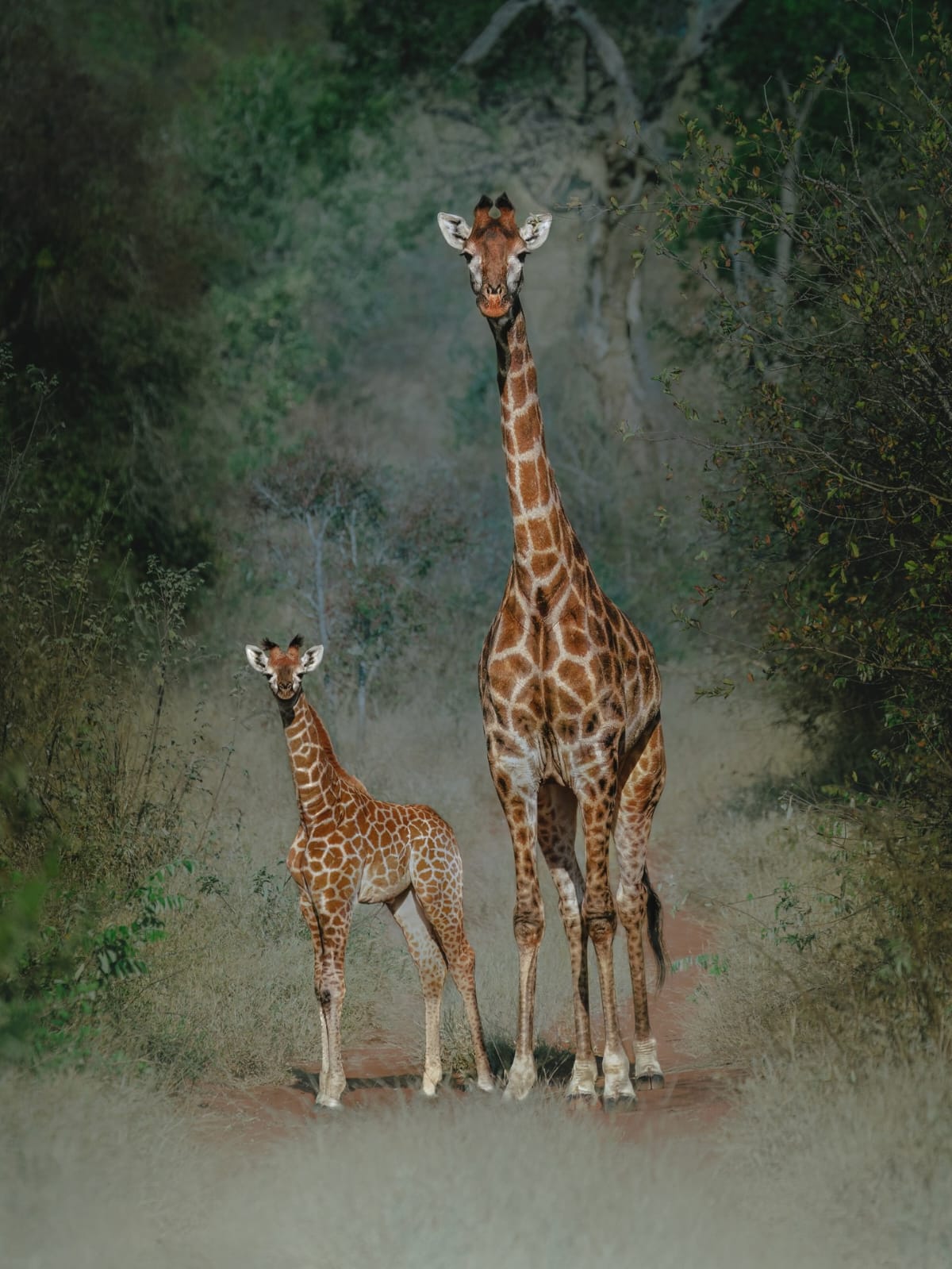 Mother giraffe standing with baby calf on a red earth path
