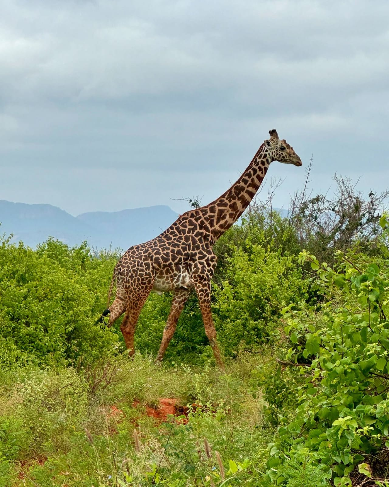 Giraffe walking through bushland