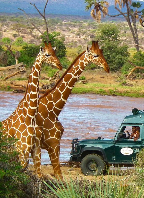 Giraffes by river with safari vehicle