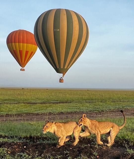Hot air balloons flying over lions in the savannah