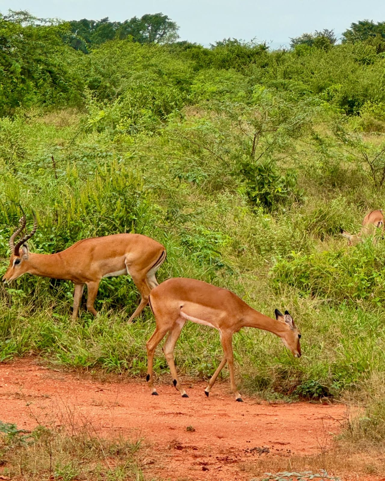 Pair of impala walking along a red earth path