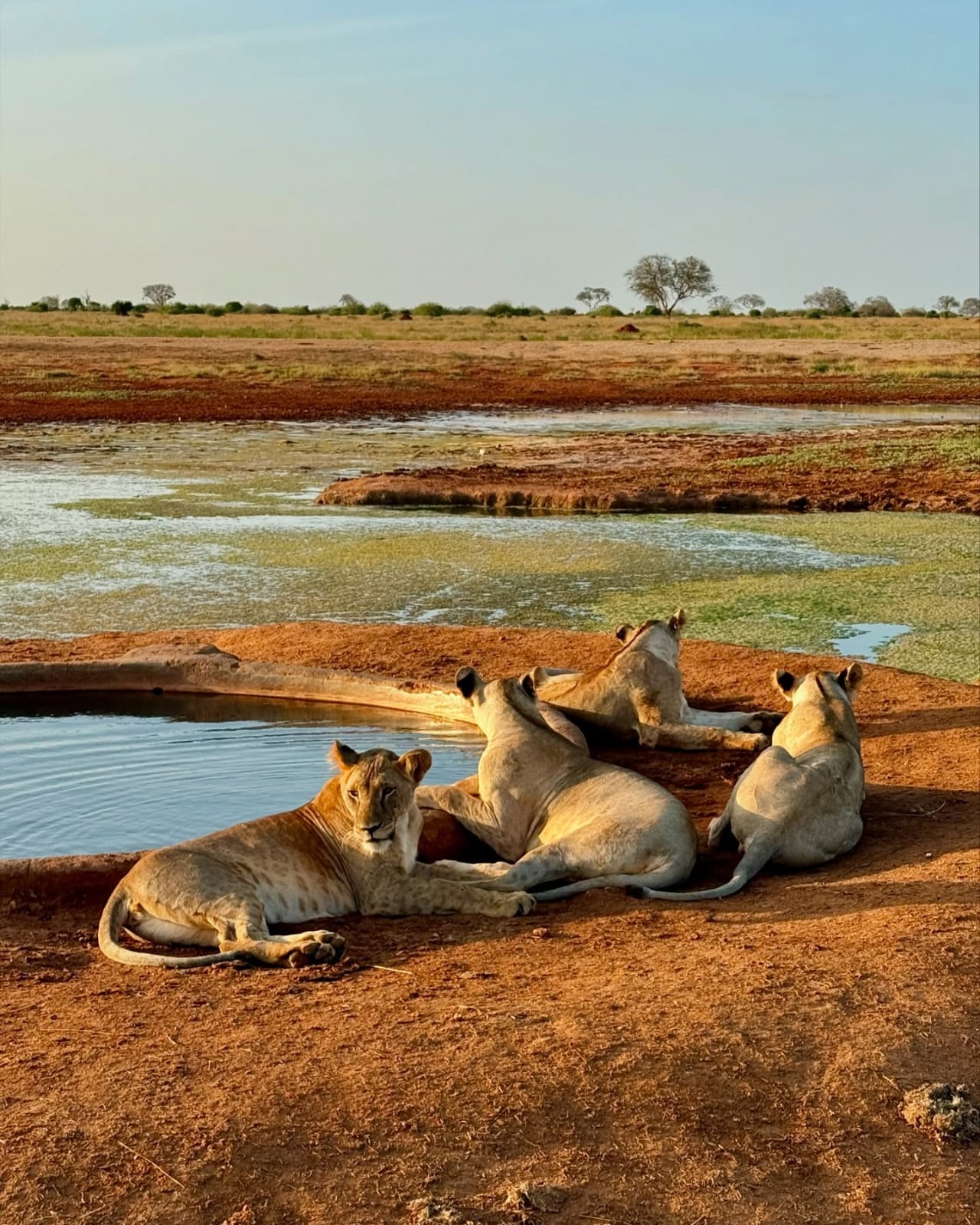 Lion pride relaxing by a waterhole at golden hour