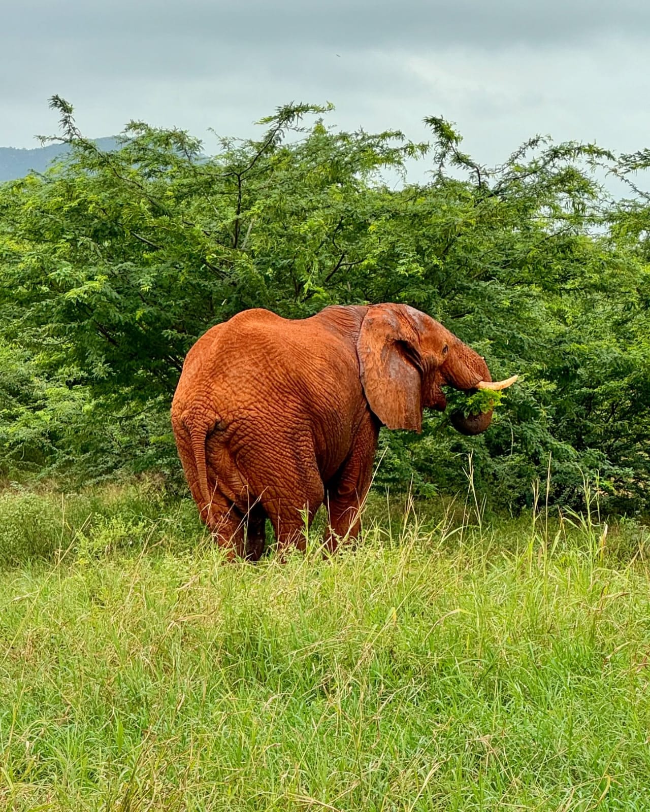 Red Tsavo elephant feeding on green foliage