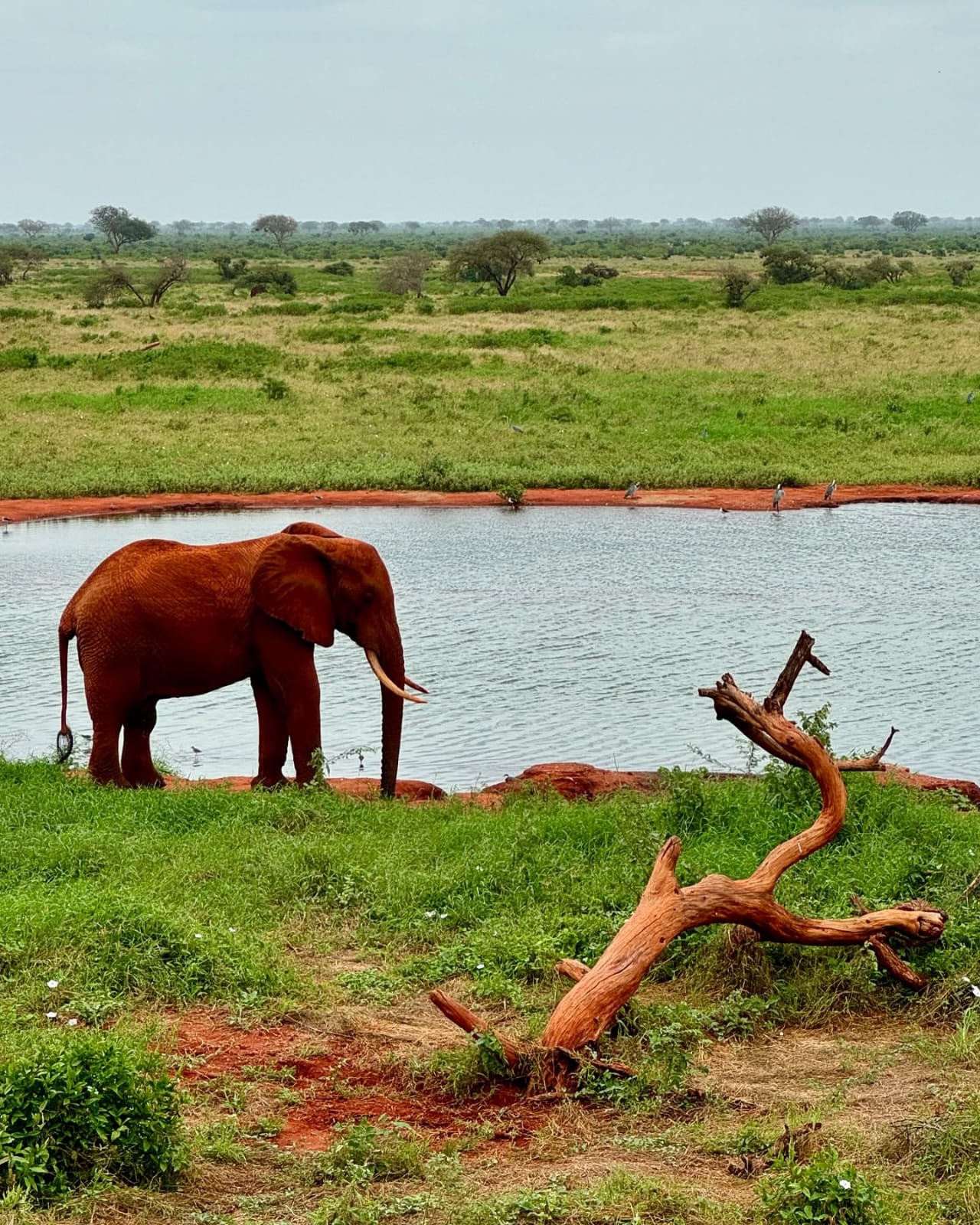 Red Tsavo elephant drinking at a waterhole