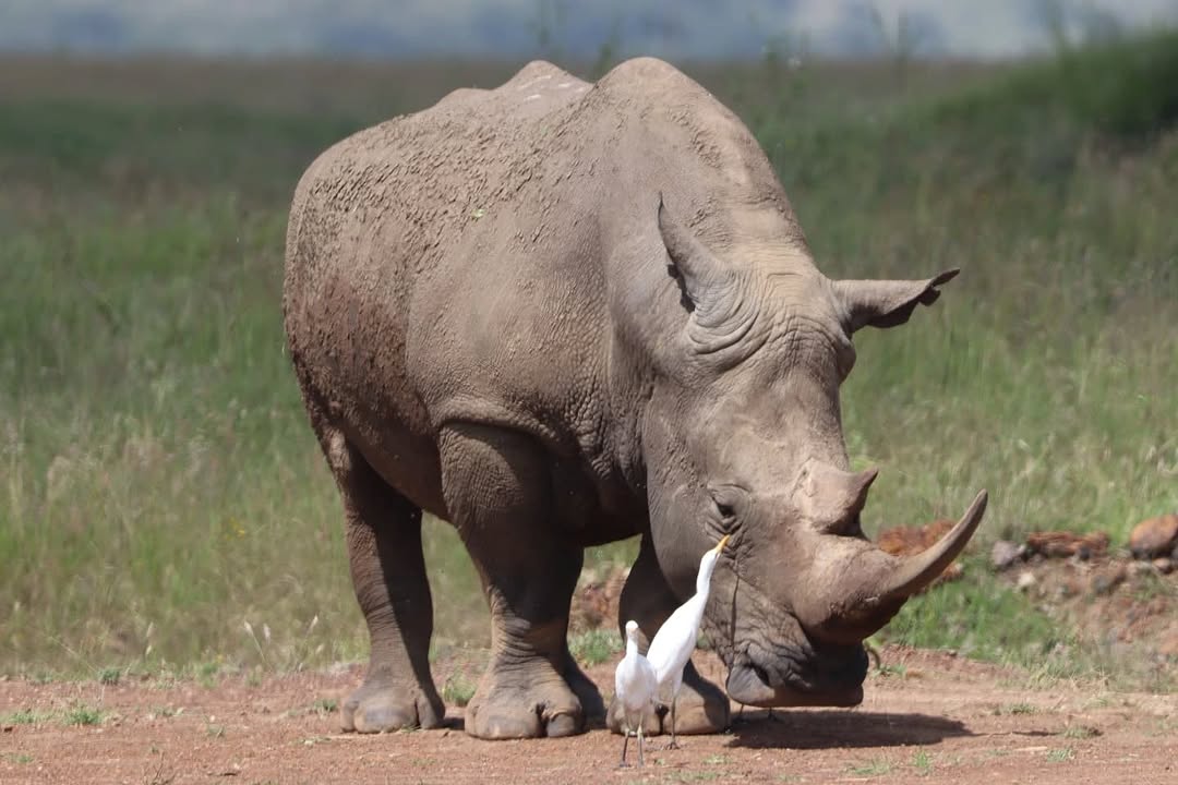 White rhino up close with cattle egrets