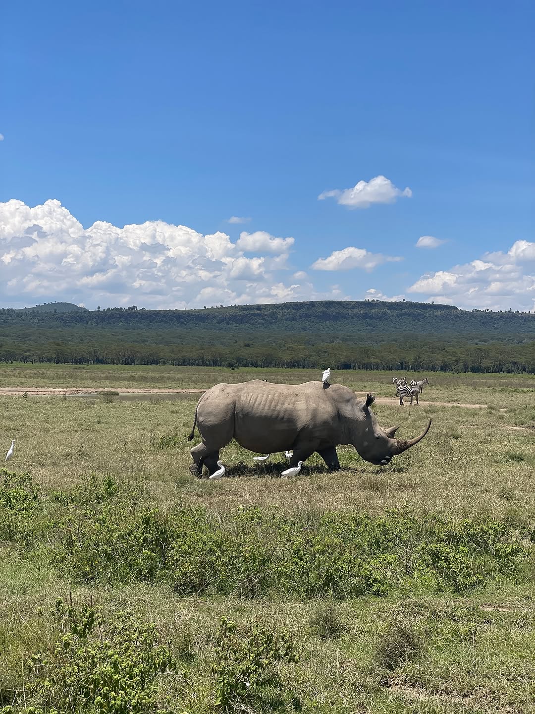White rhino walking across open plains with zebras and egrets