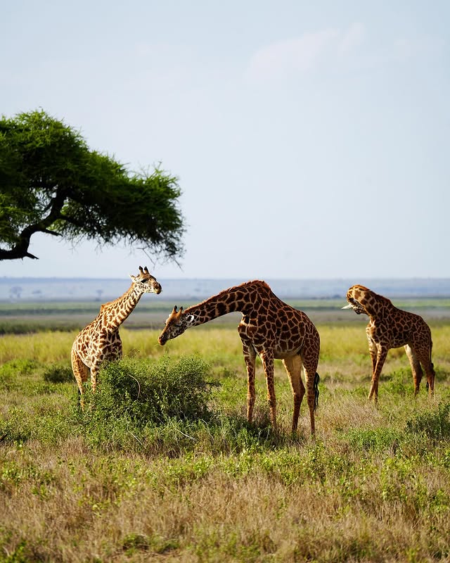 Three giraffes grazing on the open savannah