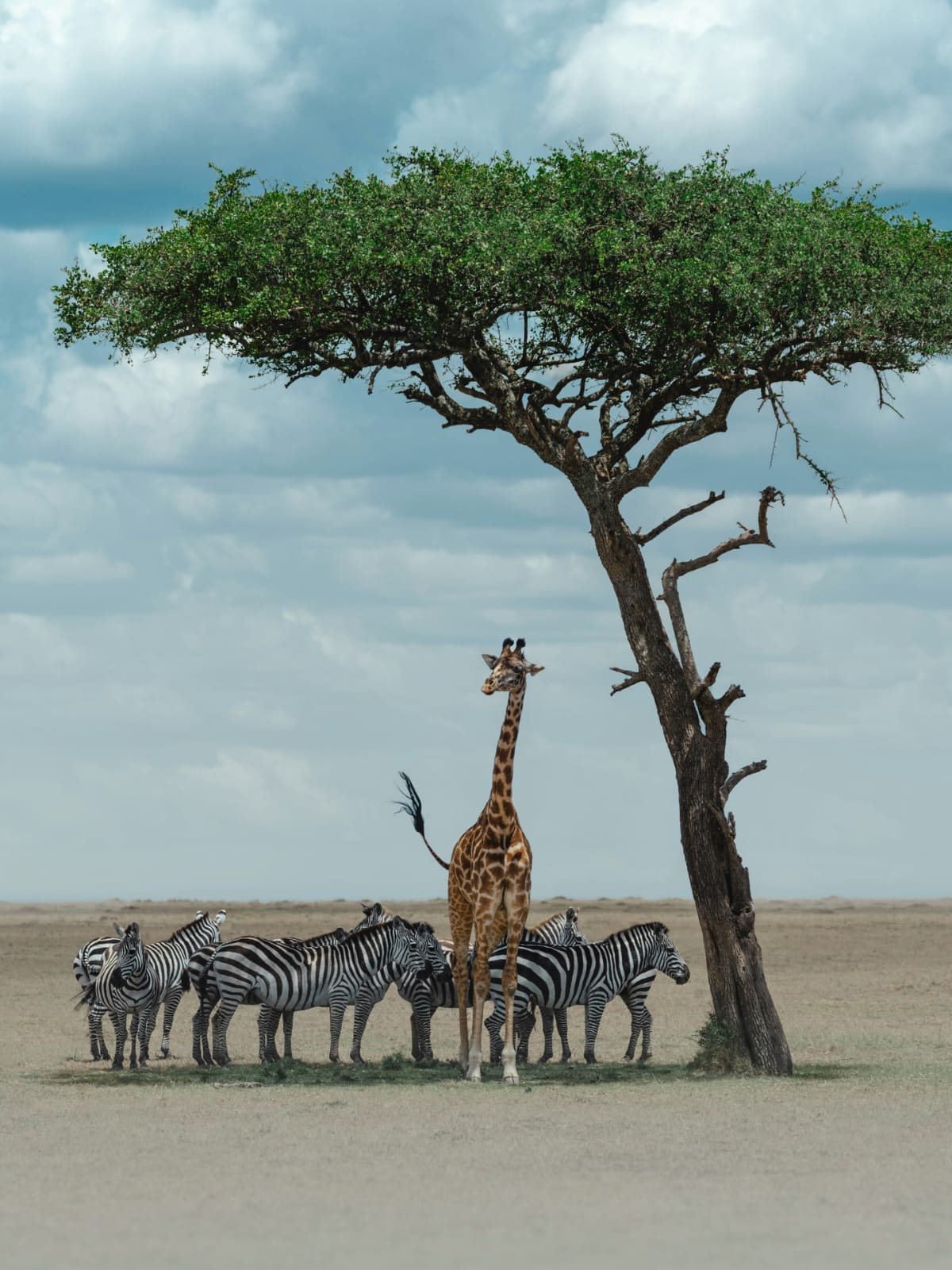 Giraffe and zebra herd sheltering under an acacia tree on the open plains
