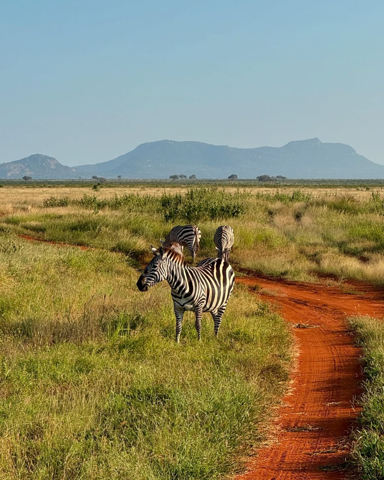 Zebras on a red earth trail with mountains in the background