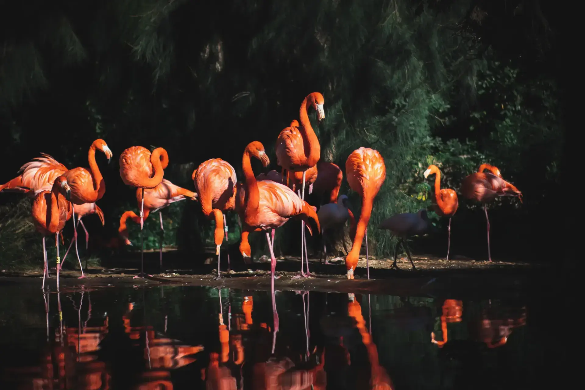 Flamingos around East African lake habitat