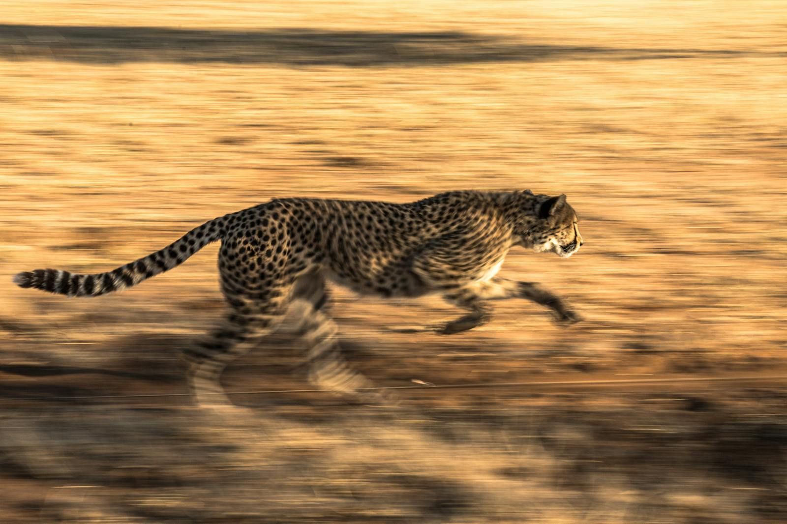 A leopard resting gracefully