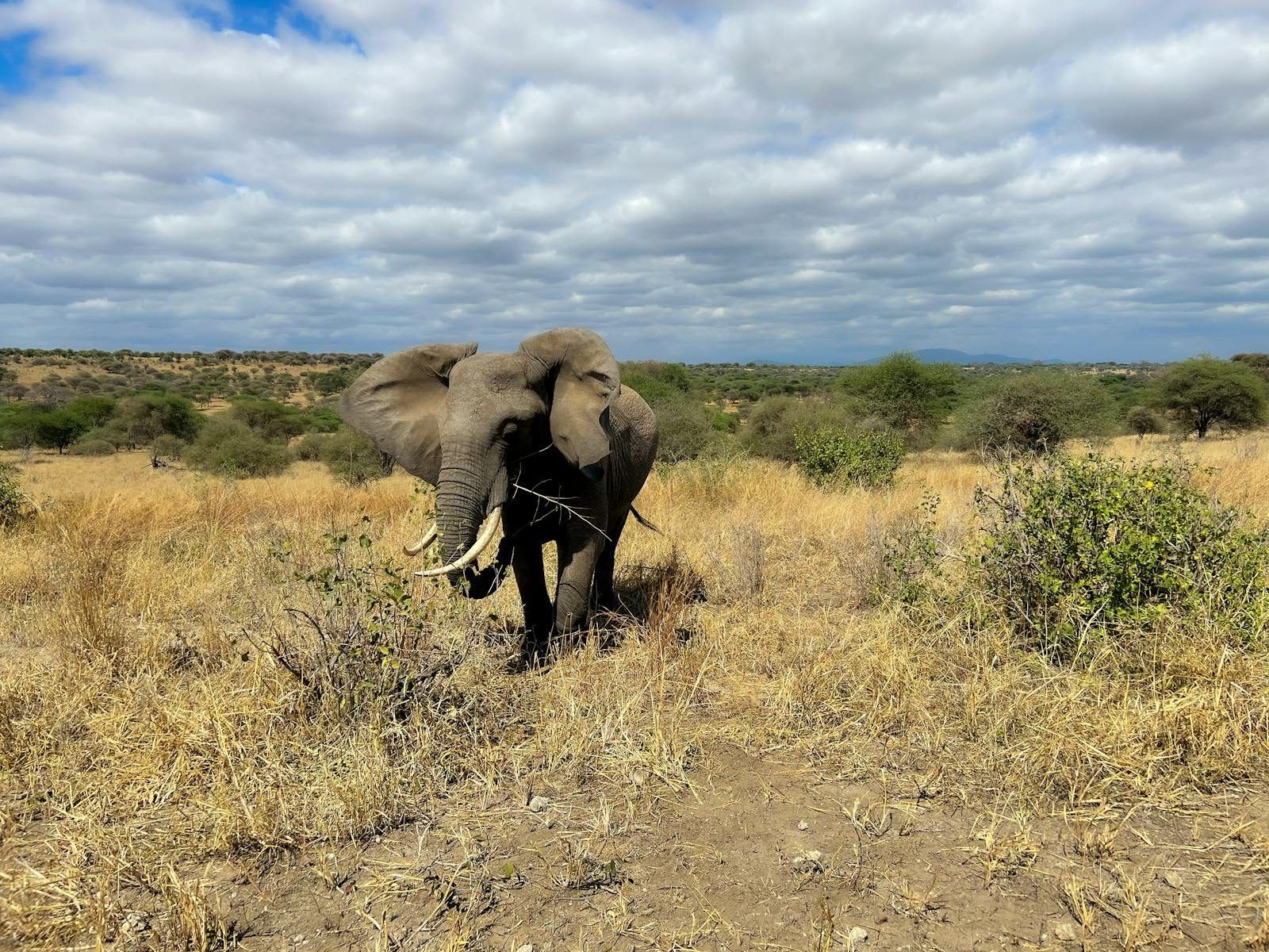 Travelers preparing for a game drive