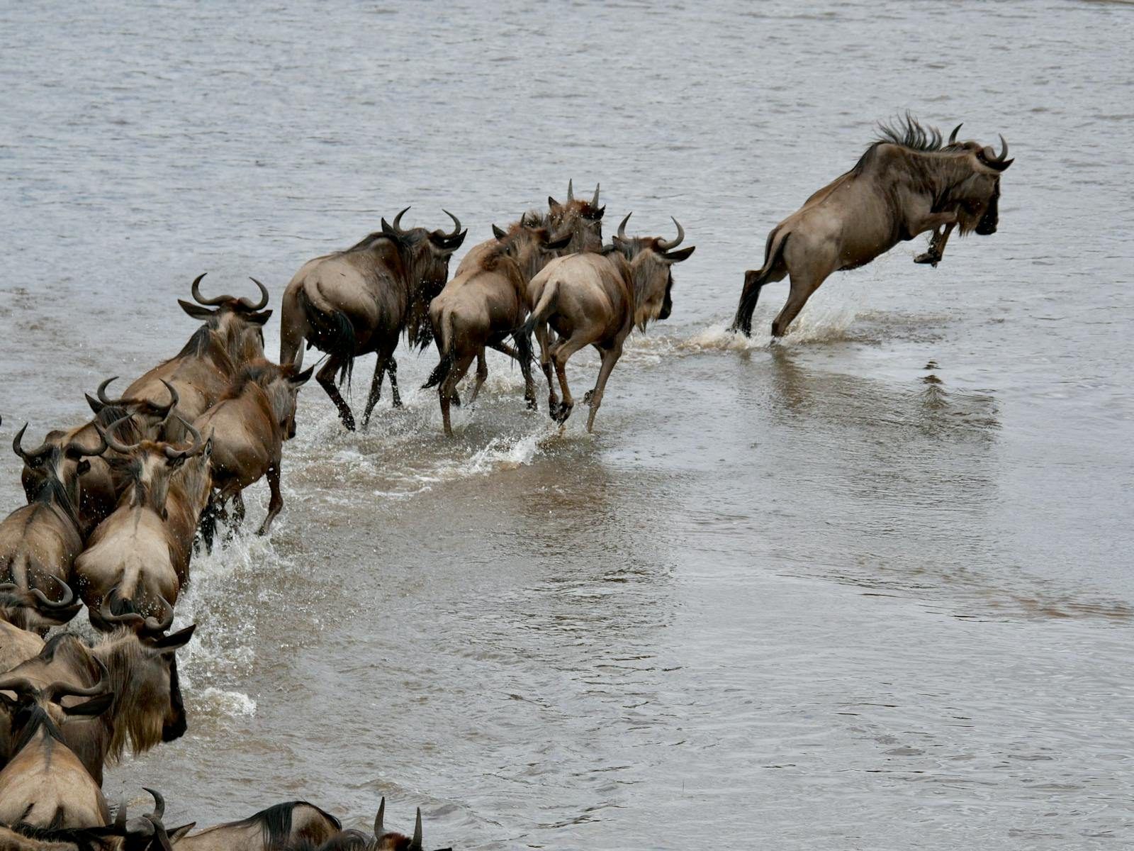 Mass wildebeest crossing