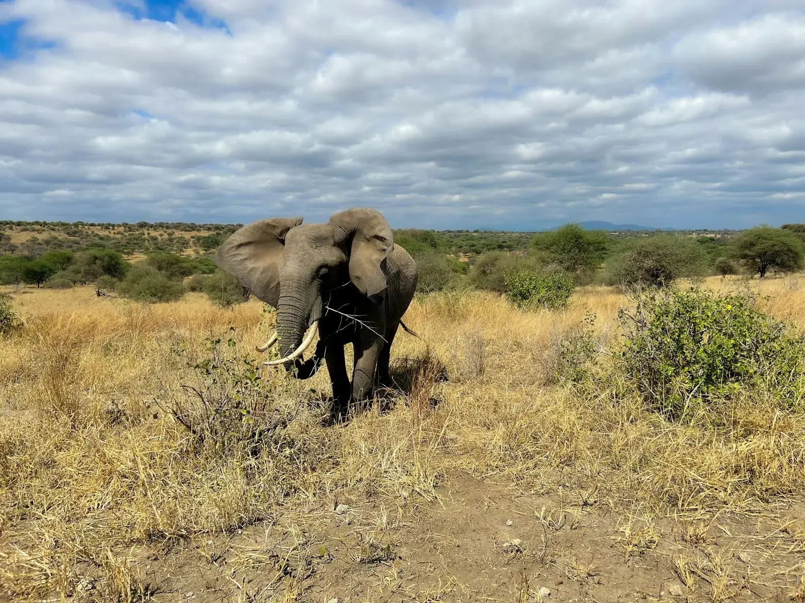 6 days Kenya Wild Safari