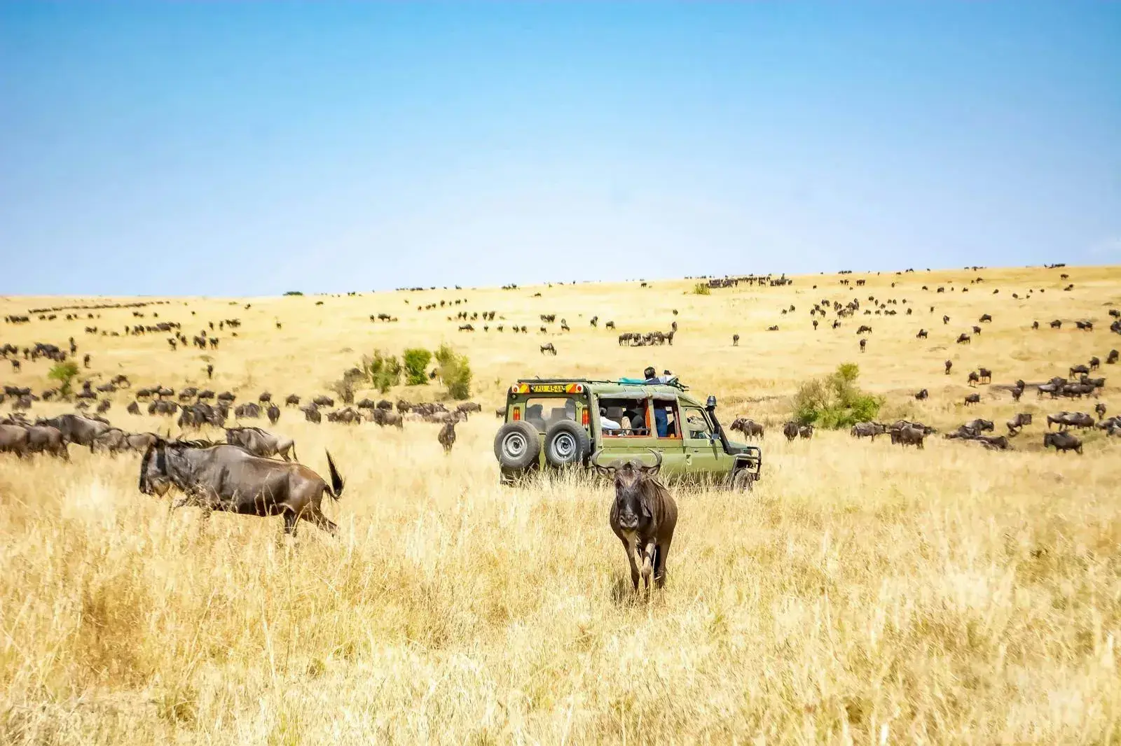 7-Day Combined Kenya-Tanzania Safari